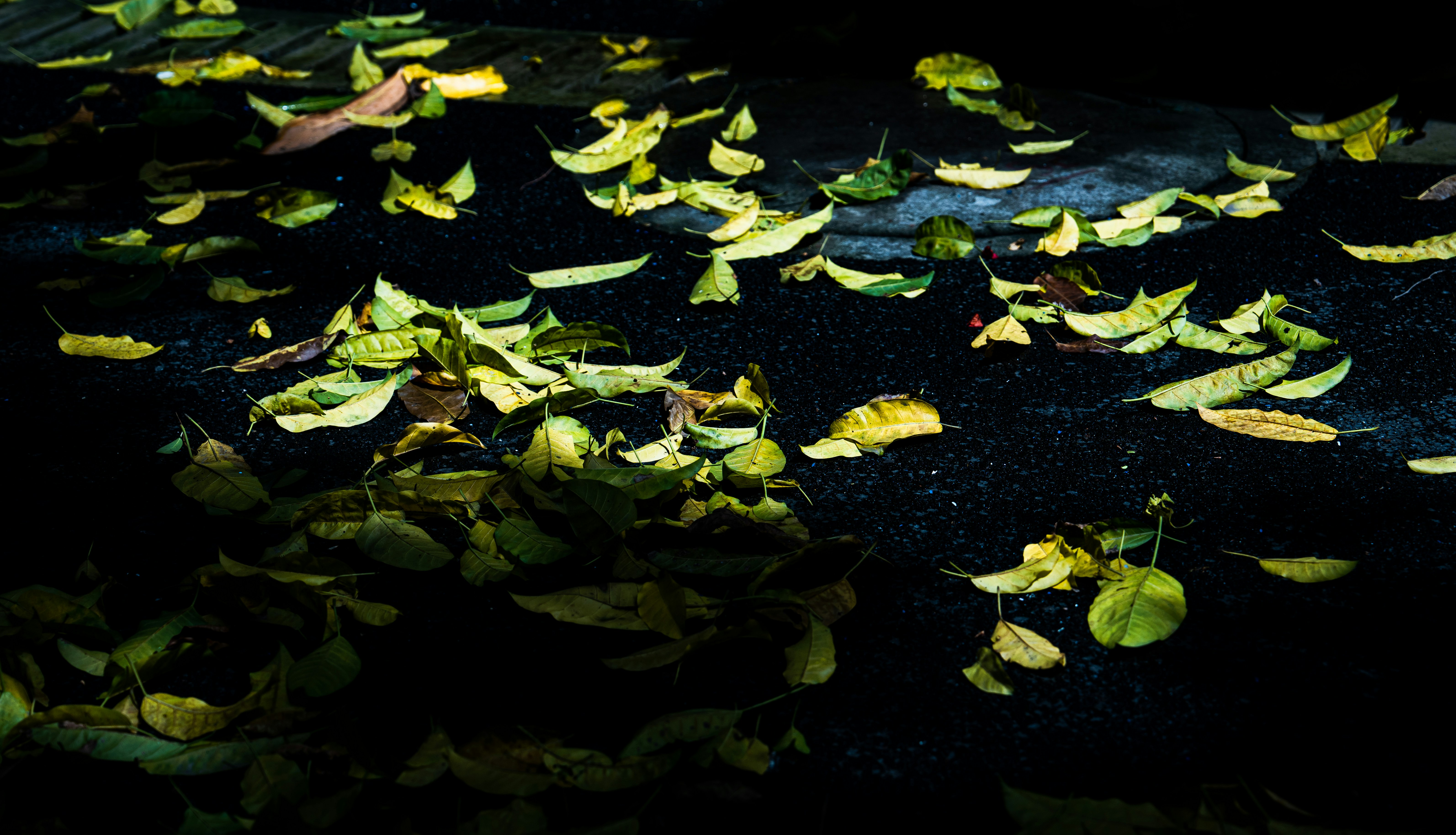 a bunch of leaves that are laying on the ground