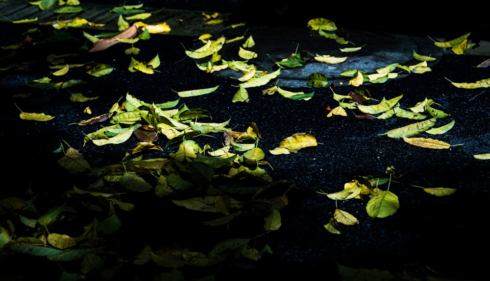 a bunch of leaves that are laying on the ground