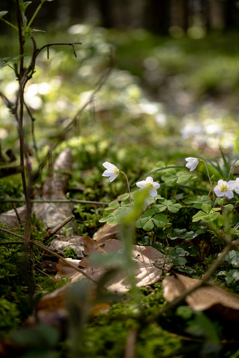 Un grupo de flores blancas sentadas en la cima de un exuberante campo verde