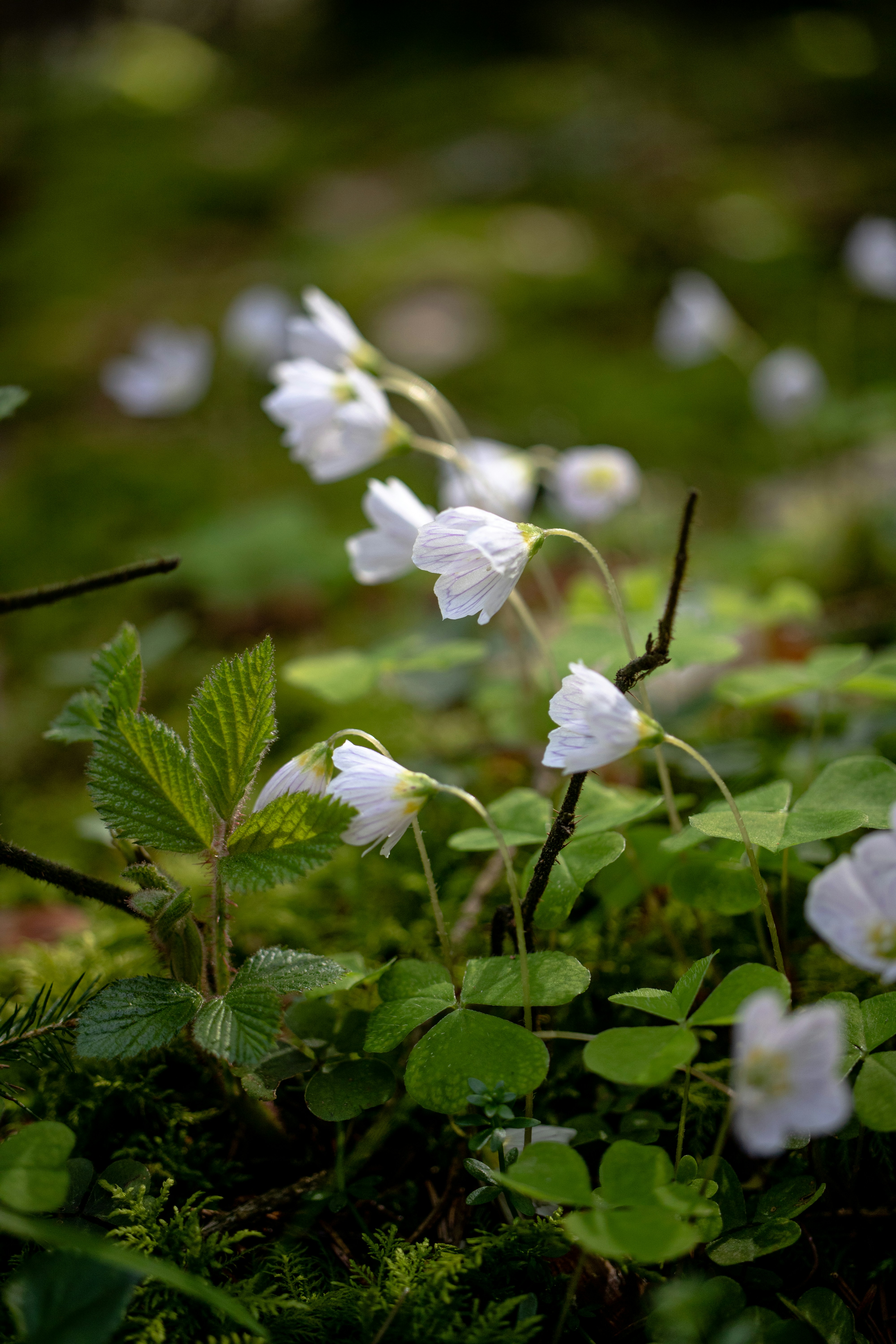 um grupo de flores brancas sentadas no topo de um campo verde exuberante