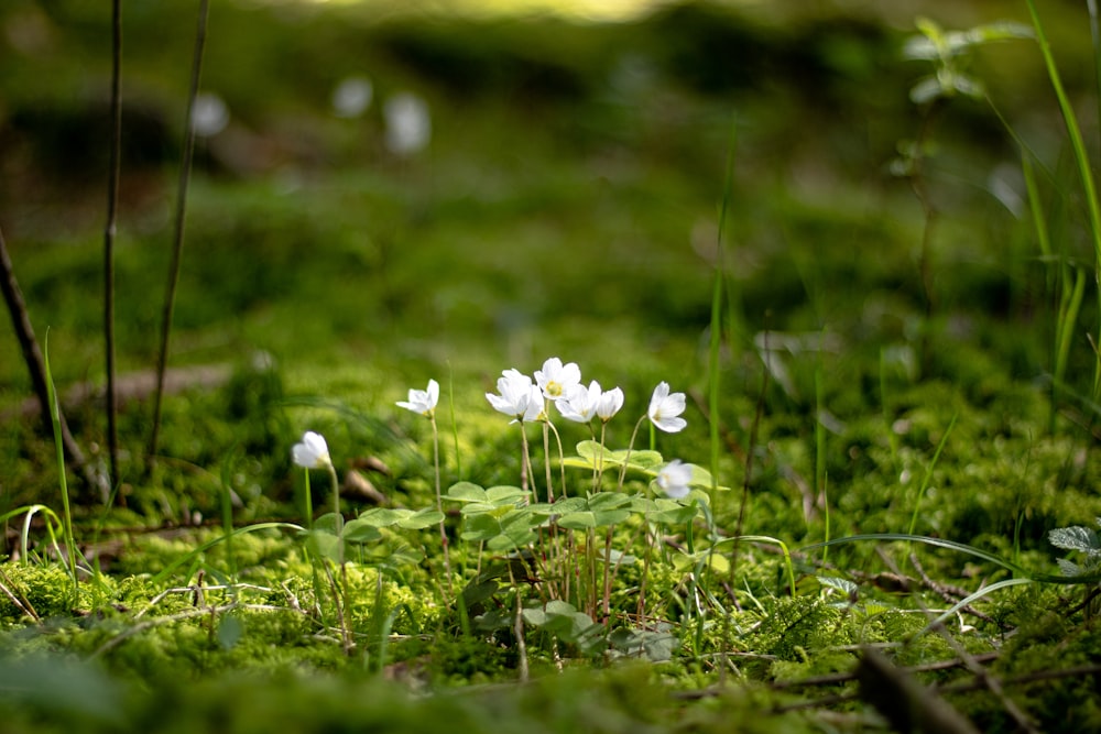 a group of white flowers sitting on top of a lush green field