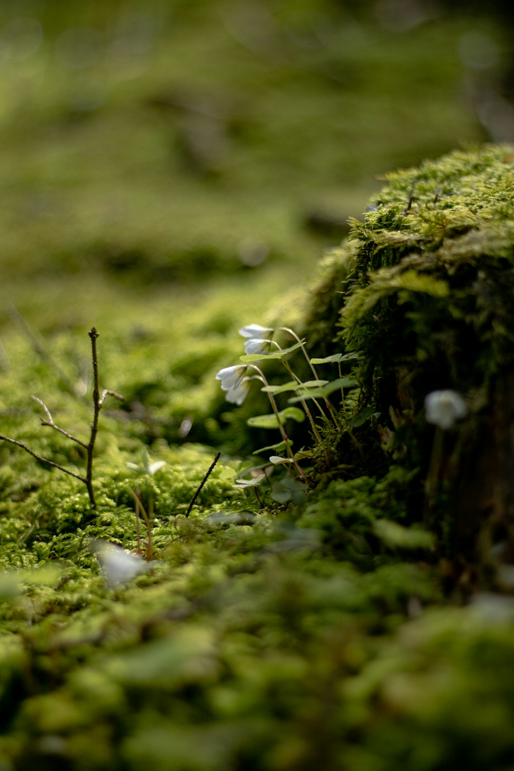 small white flowers growing on a mossy surface