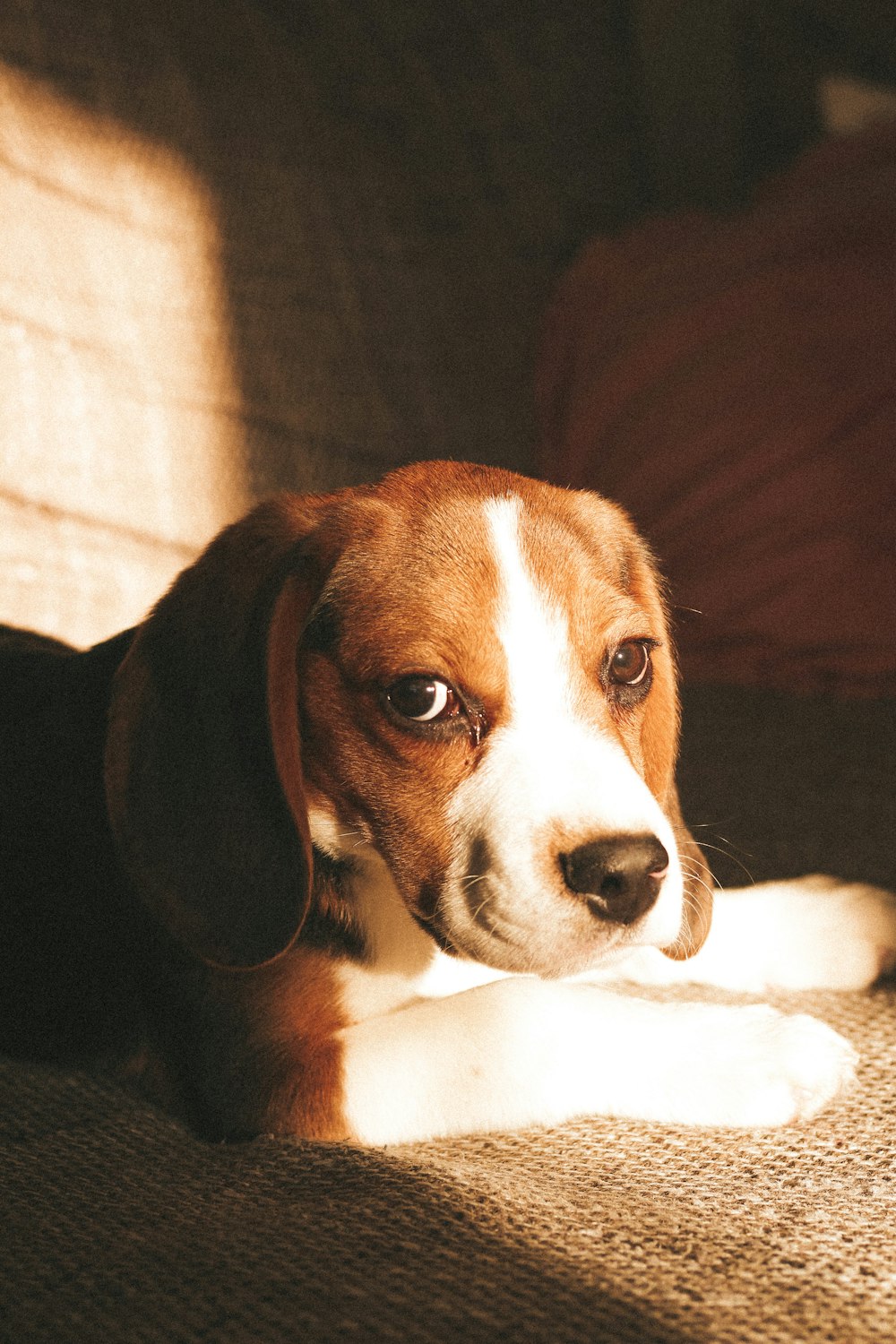 a brown and white dog laying on top of a couch