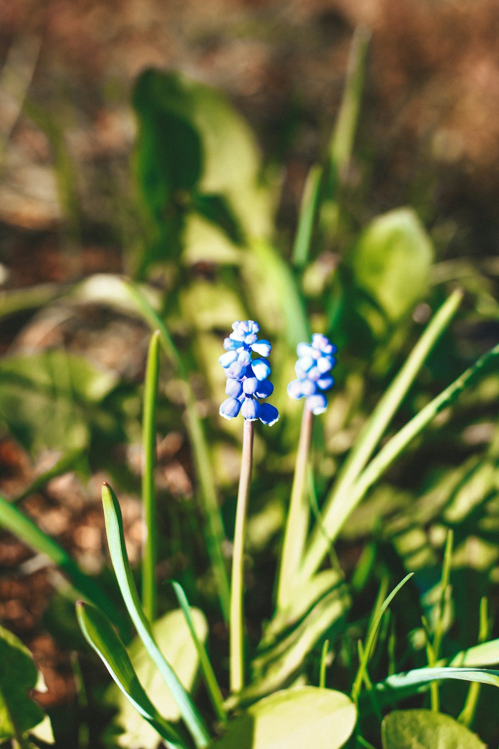 a couple of blue flowers sitting on top of a lush green field