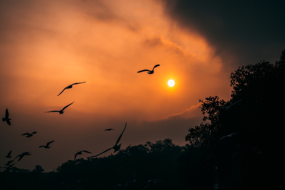 a flock of birds flying in front of a sunset