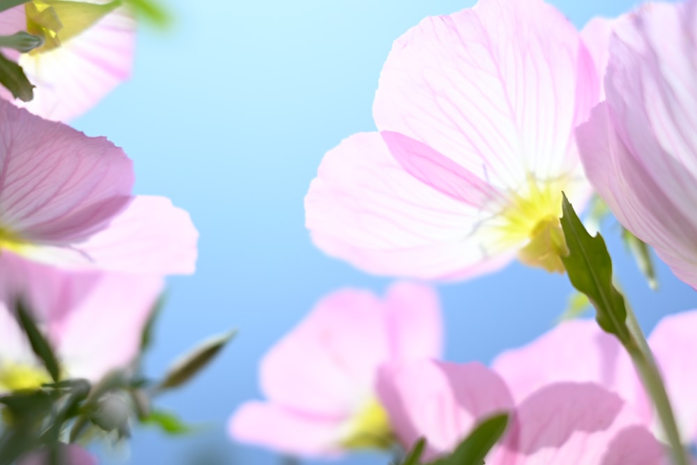 a bunch of pink flowers with a blue sky in the background