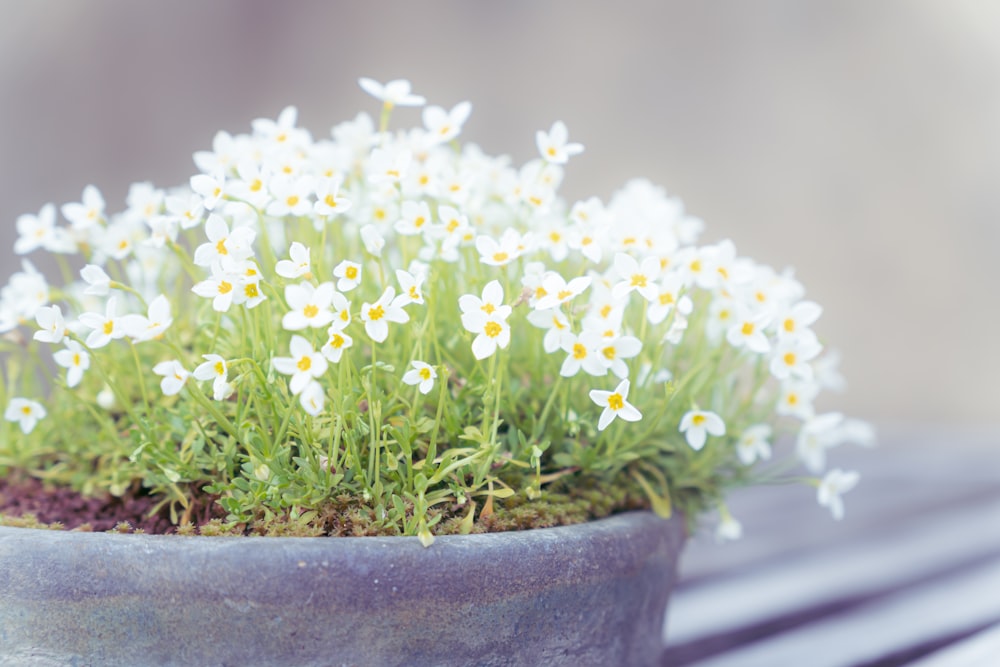 a potted plant with white and yellow flowers