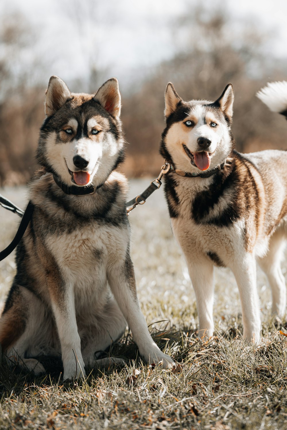 two husky dogs tied to a leash in a field