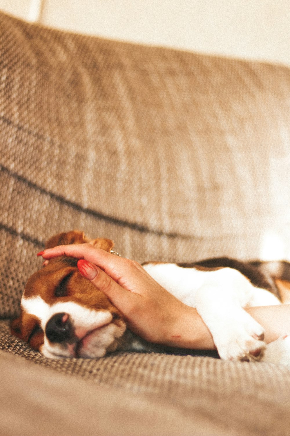 a woman is petting a dog on the couch