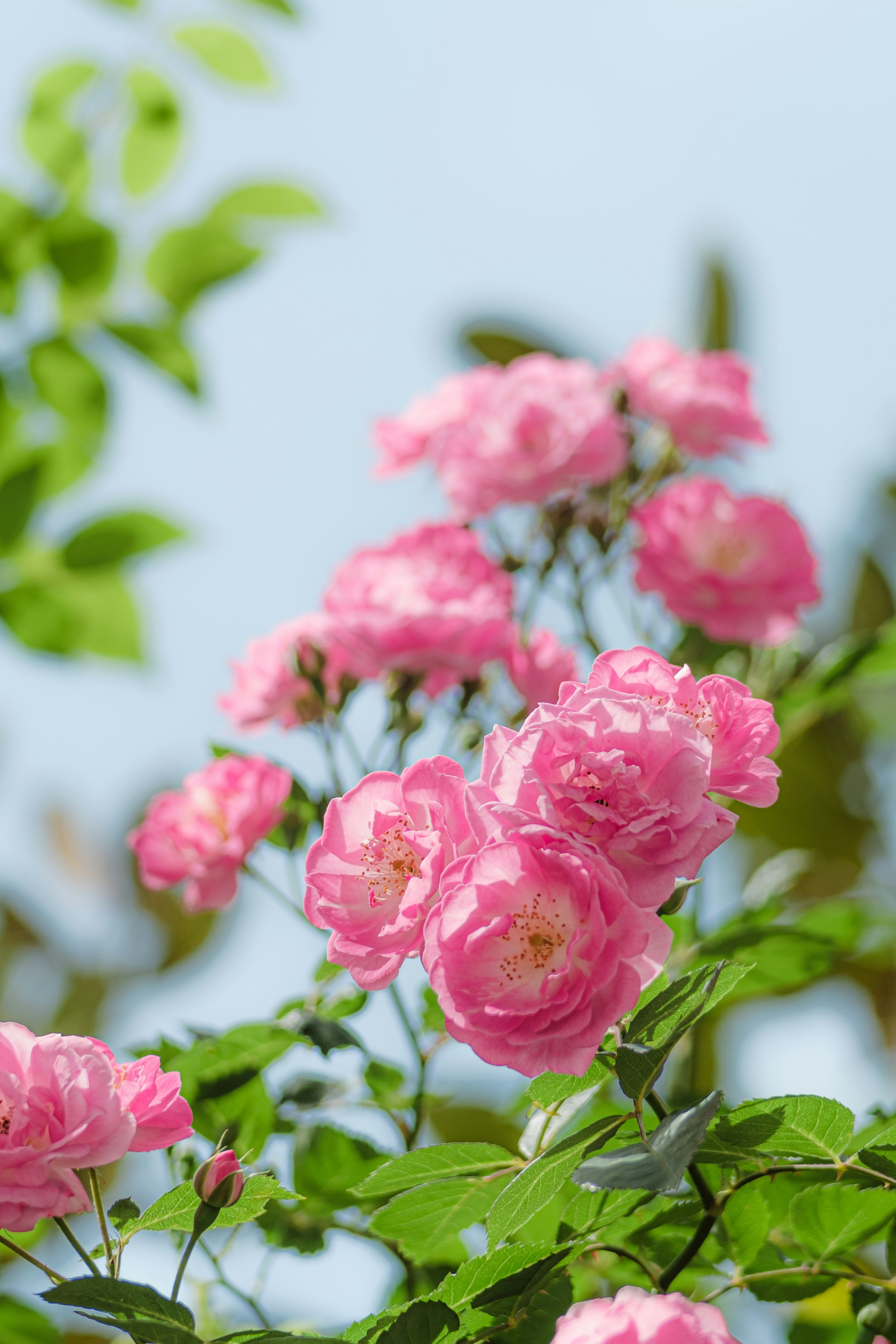 Photo by xiexianghua