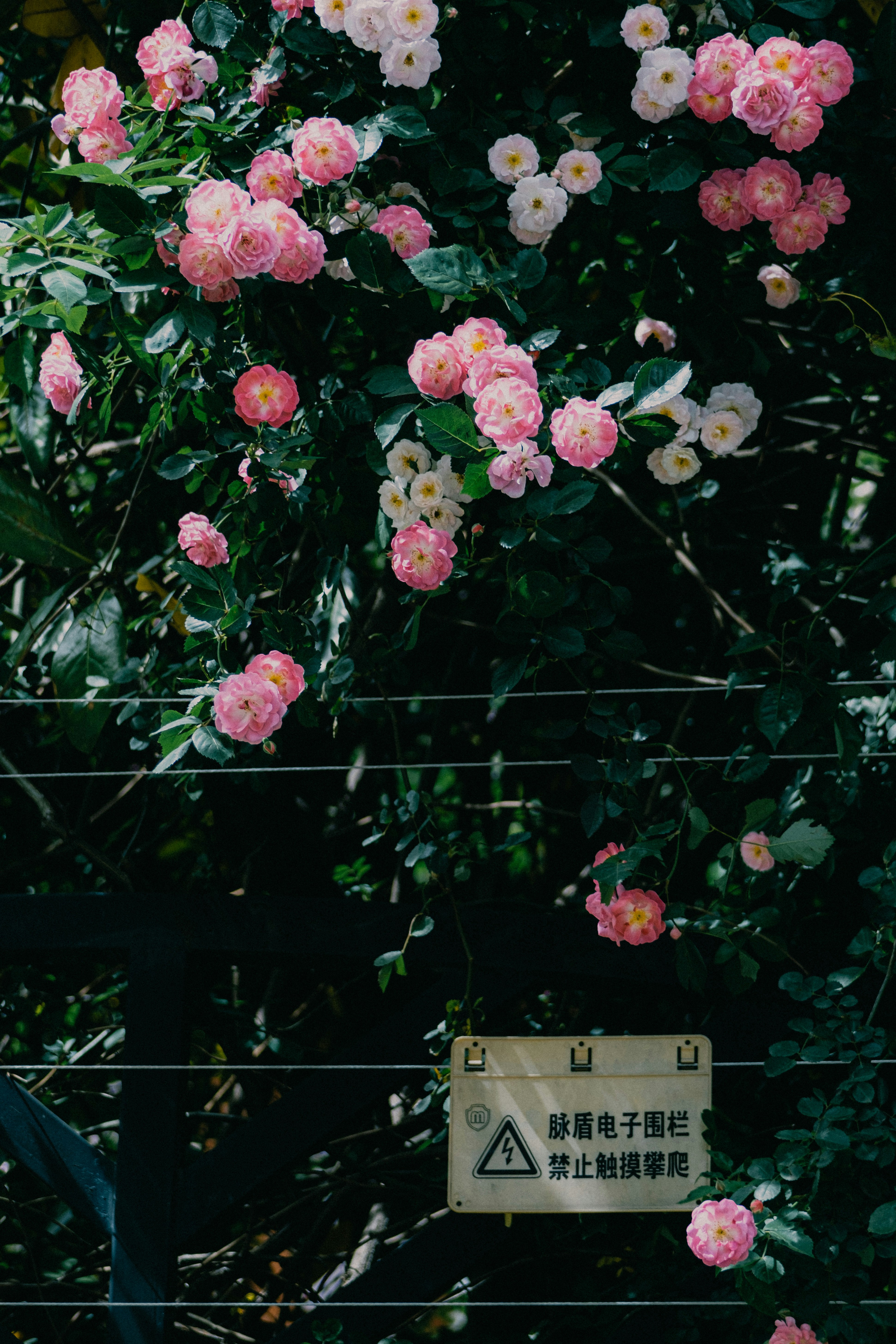 Photo by xiexianghua