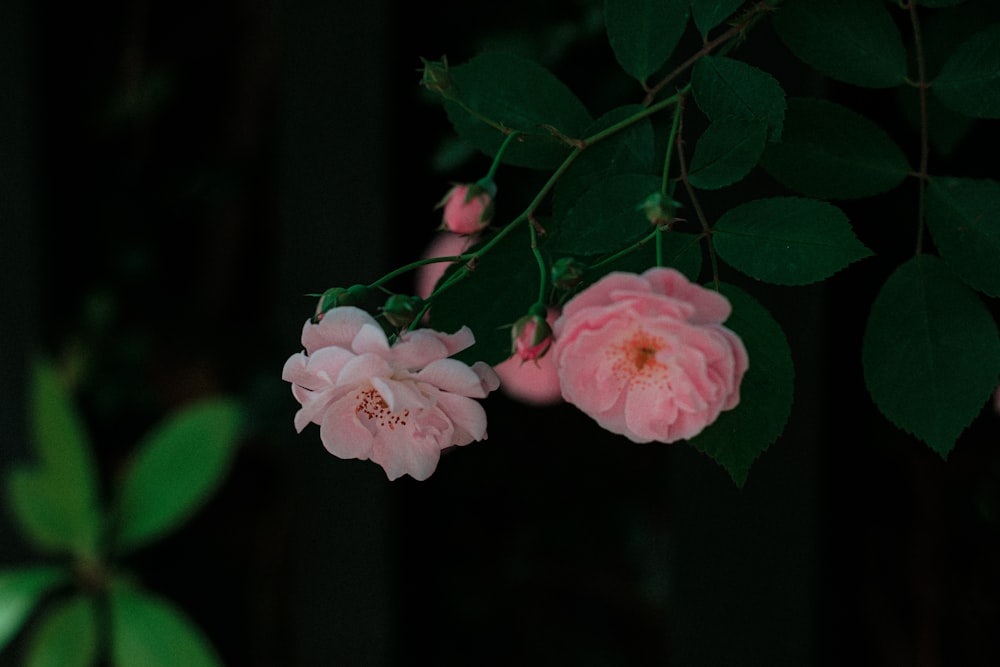 a close up of a pink flower on a tree