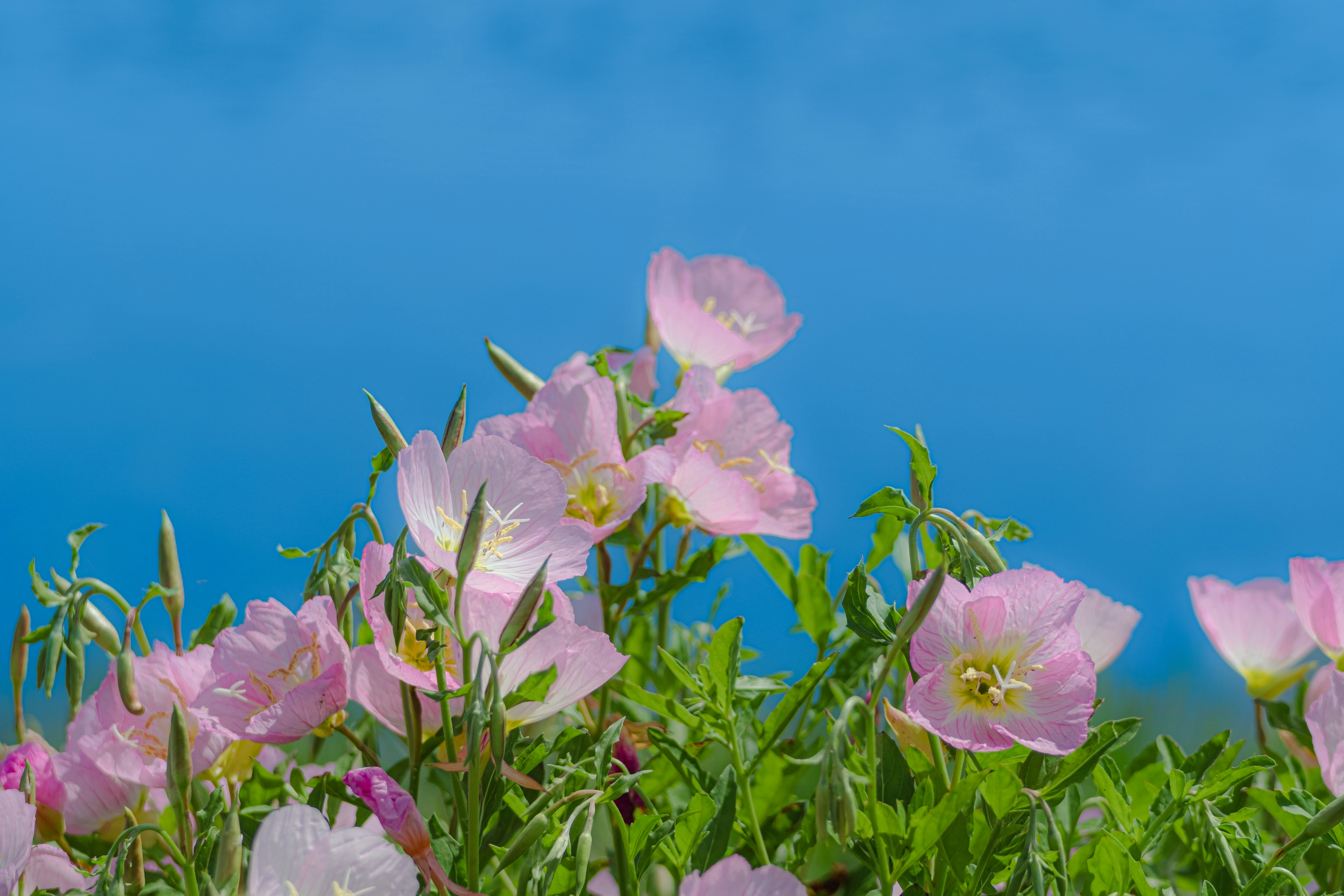 Photo by xiexianghua