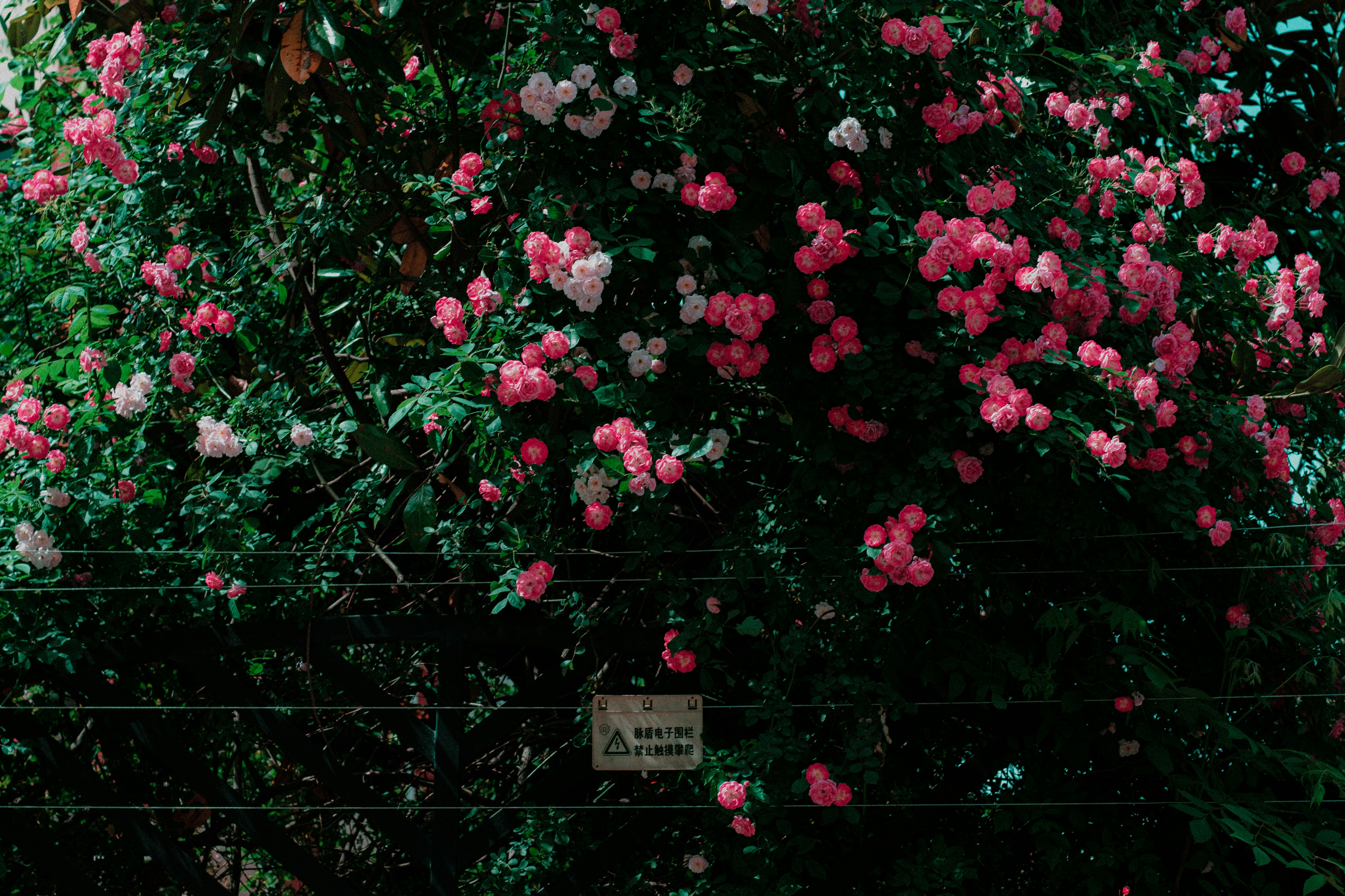 Photo by xiexianghua