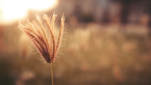 Close-up of soft white wheat grains nestled among creamy wheat stalks under warm sunlight.