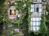 A building facade covered in dense green ivy, with several windows partially visible. Some air conditioning units are attached to the walls. The window on the left is open and lit warmly from the inside, contrasting with the larger closed frosted window on the right.