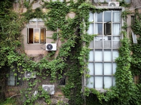 A building facade covered in dense green ivy, with several windows partially visible. Some air conditioning units are attached to the walls. The window on the left is open and lit warmly from the inside, contrasting with the larger closed frosted window on the right.