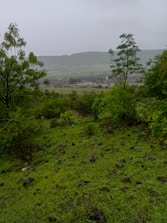 A lush green landscape symbolizing sustainability and environmental protection.