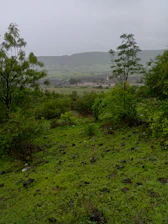 Lush green landscape representing environmental care and sustainability