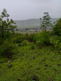 A lush green landscape showing a successful environmental restoration project.