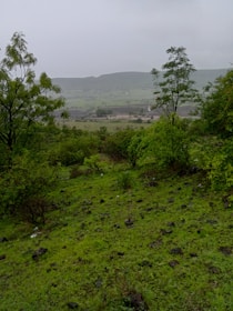 A lush landscape symbolizing successful environmental practices.