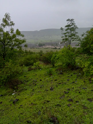 A vibrant photo showing a team conducting an environmental site assessment in a lush green area.