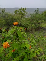 A vibrant image of lush plants representing the natural essence of ôroro.
