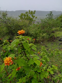 A vibrant image of lush plants representing the natural essence of ôroro.
