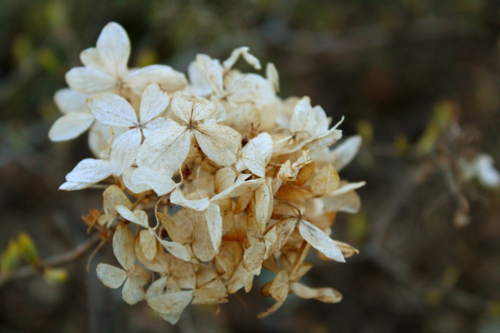 a close up of a bunch of flowers