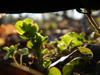 Close-up of fresh green crops under sunlight, representing growth and care.