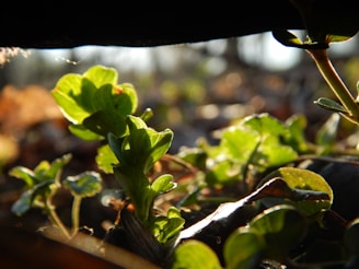 Close-up of leafy green plants in a sunlit environment.