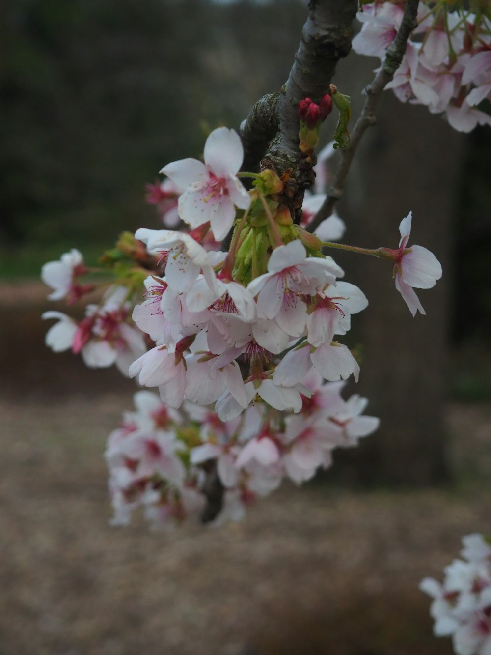 a tree with lots of pink flowers on it