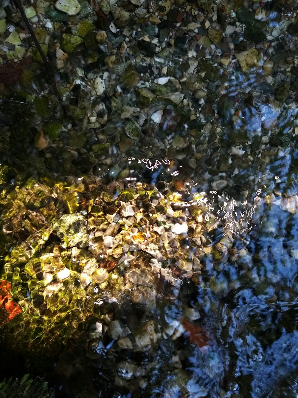 a close up of a water surface with rocks and plants