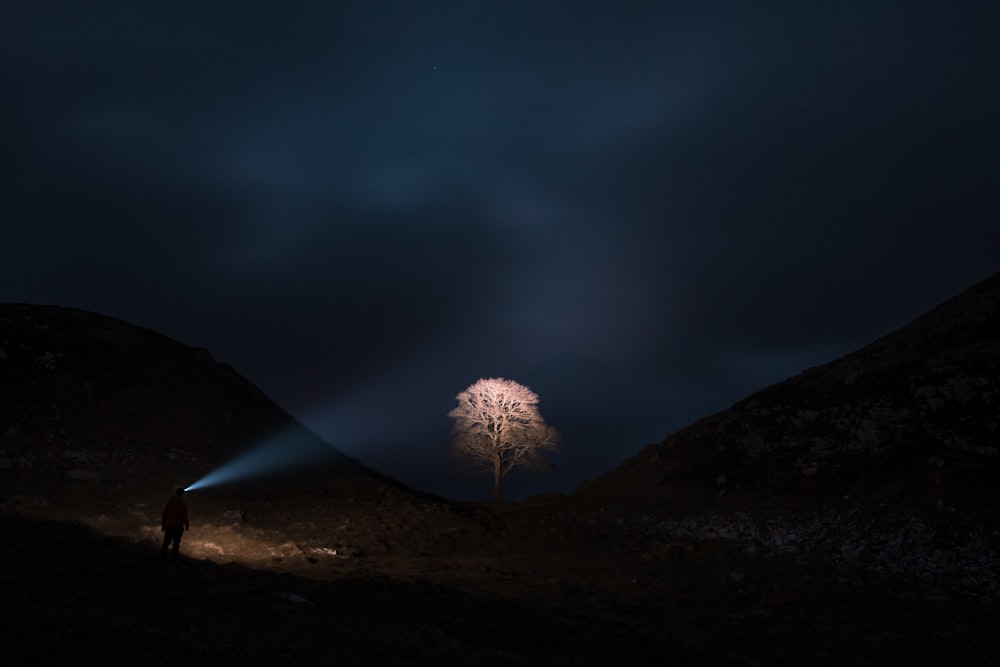 uma árvore solitária no meio de um campo à noite