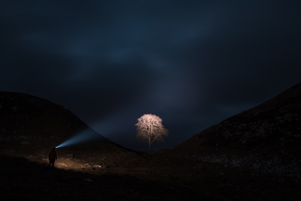 a lone tree in the middle of a field at night