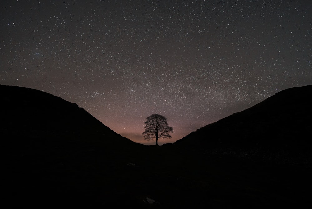 a lone tree in the middle of the night