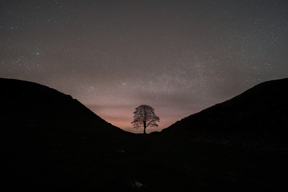 a lone tree in the middle of the night
