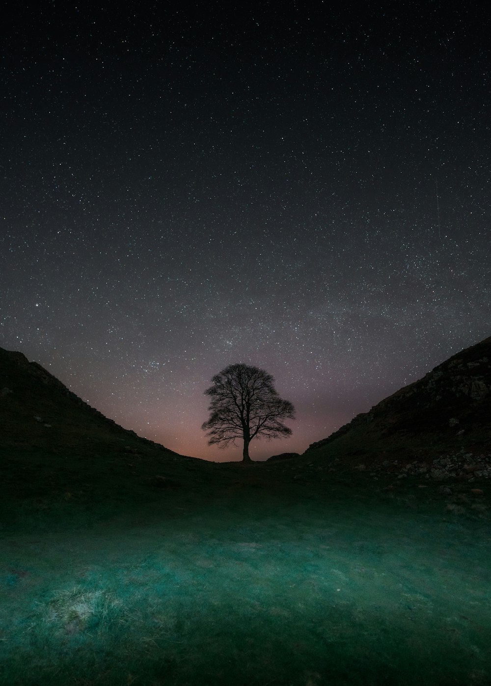 a lone tree in the middle of a field at night