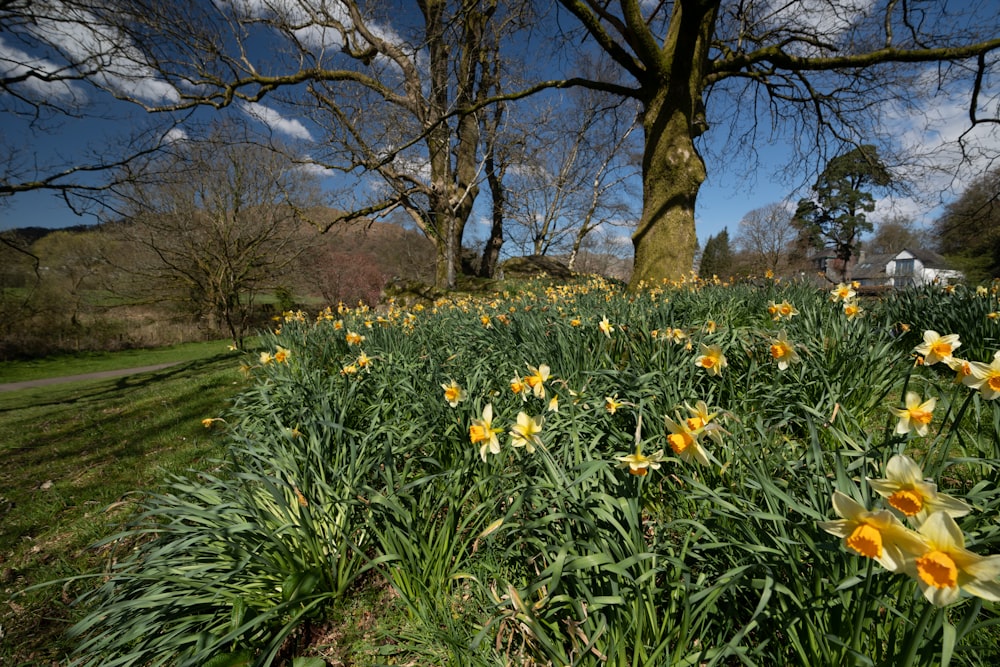 a field full of yellow flowers next to a tree