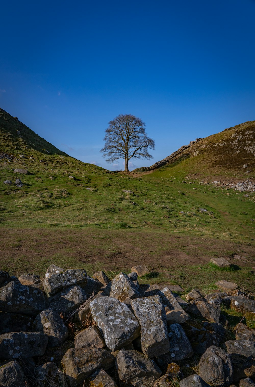 a lone tree in the middle of a grassy field