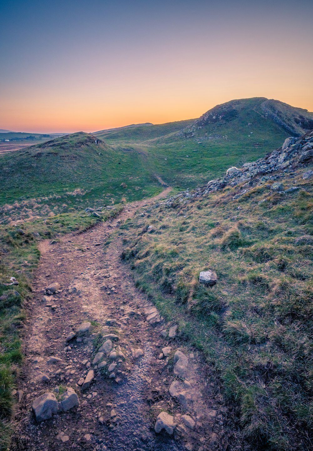 a dirt path in the middle of a grassy field