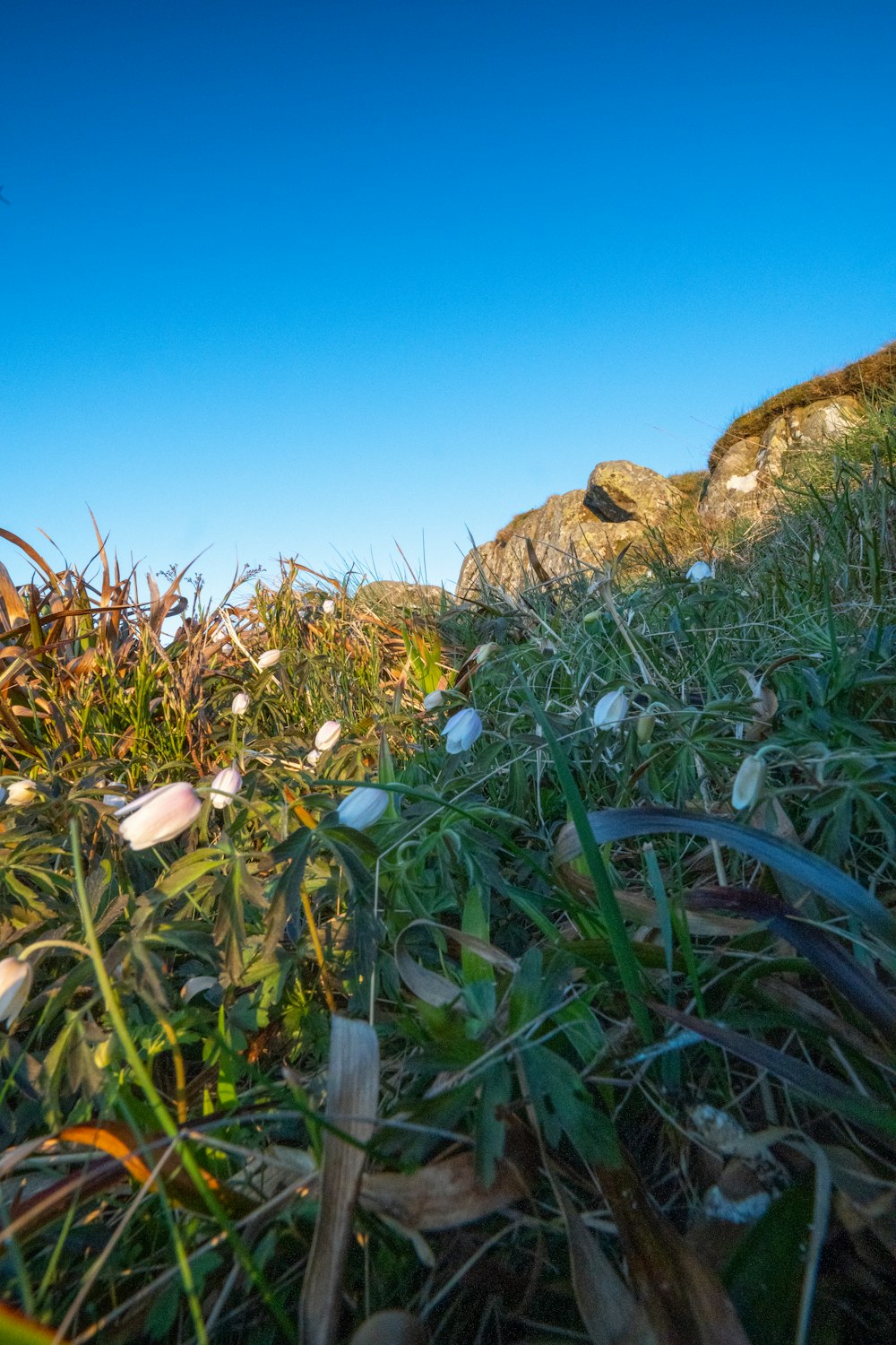 a view of a grassy hill with rocks in the background