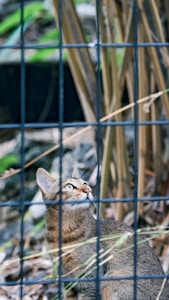 A small feline with a light brown coat and bright eyes is positioned behind a black wire fence, surrounded by a natural setting with green foliage and dry brown plants. The cat is looking upwards, seemingly aware of its environment.