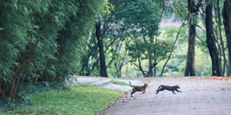 Two cats are playing and jumping on a paved pathway surrounded by lush green trees and bushes. The scene is outdoors, with a peaceful and natural setting that includes a sprinkle of orange leaves scattered on the path.