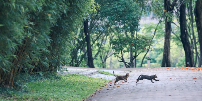 Two cats are playing and jumping on a paved pathway surrounded by lush green trees and bushes. The scene is outdoors, with a peaceful and natural setting that includes a sprinkle of orange leaves scattered on the path.