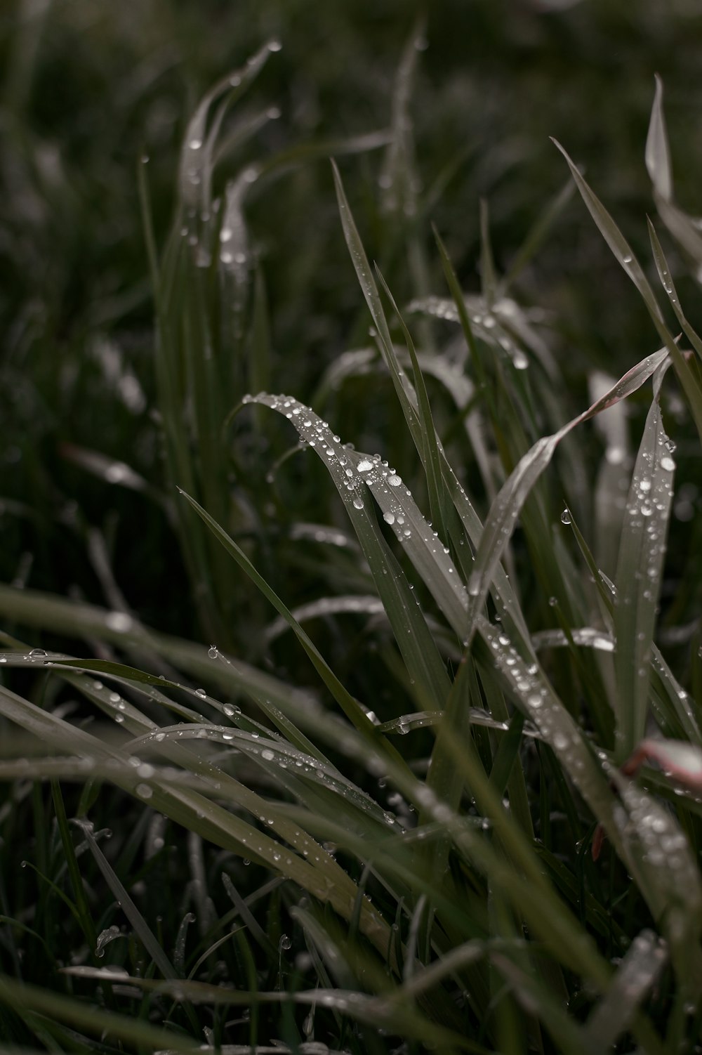 a close up of grass with water droplets on it