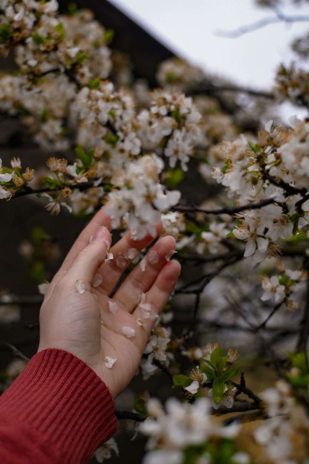 a person's hand reaching up towards a flowering tree