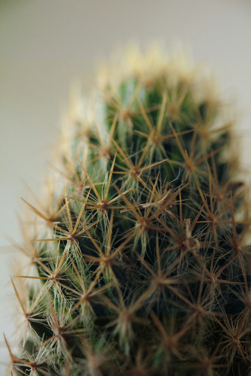 a close up of a cactus with very small needles