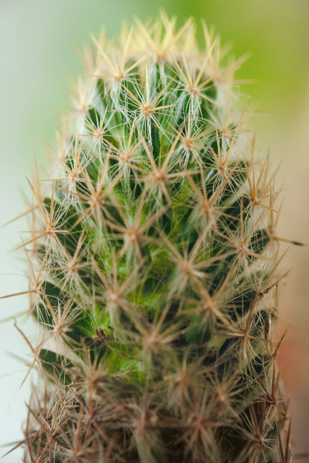 Un primer plano de un cactus con un fondo borroso