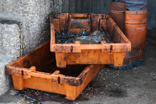 Two orange crates are stacked, with the top one containing an oil-soaked bird. The ground and crates are stained, indicative of an oily environment. Part of a person's leg wearing orange waterproof boots is visible next to the crates.